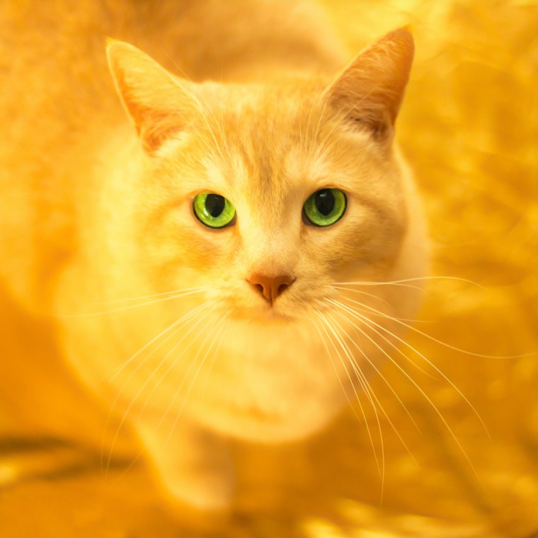 Желтый кот