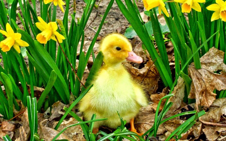 Утята большие