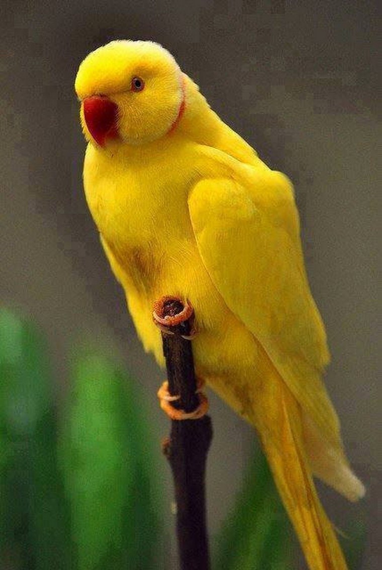 Желтый волнистый попугай