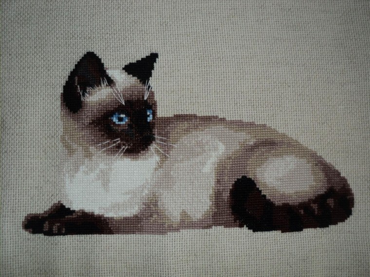 Сиамский кот рисунок карандашом