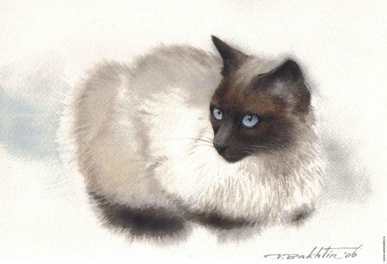 Сиамский кот арт