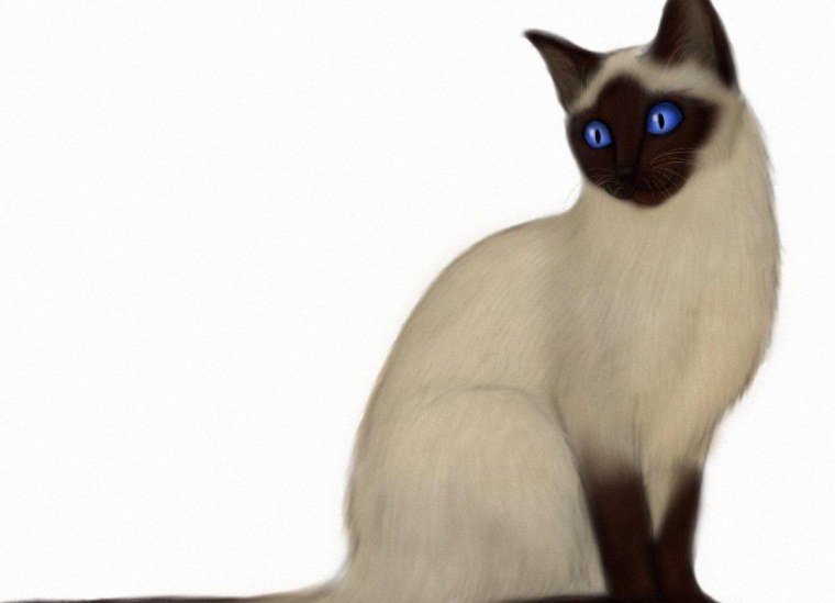 Рисунок сиамского кота ребенку