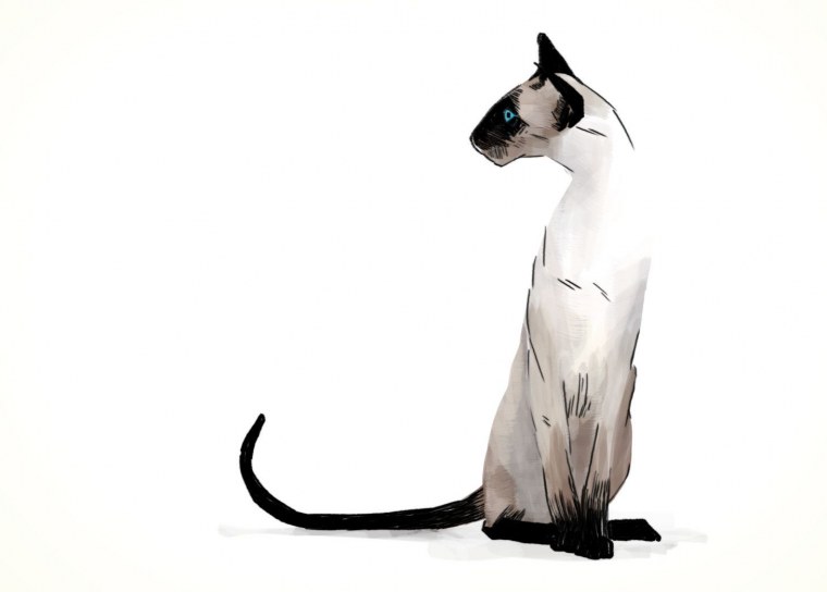 Сиамские мультяшные коты