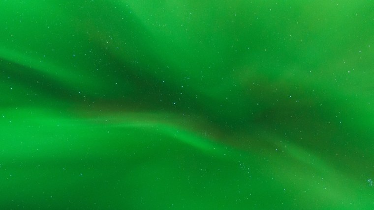 Цветы в зеленых тонах