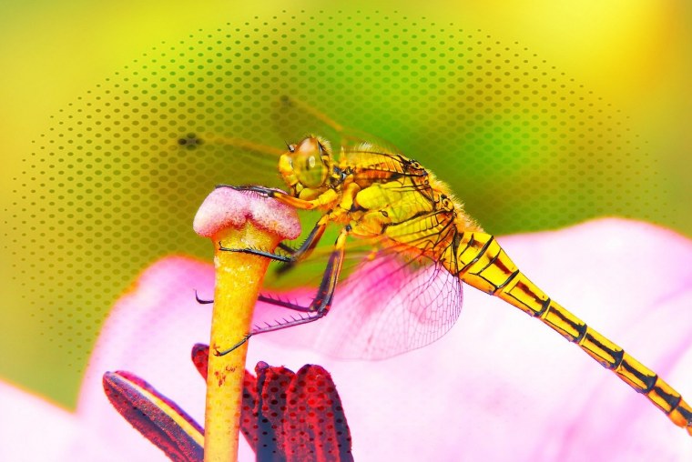 Ротовой аппарат Стрекозы