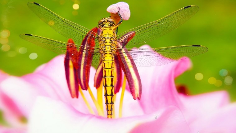 Цветок из стрекоз