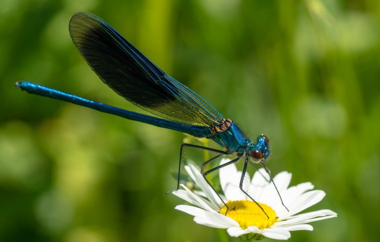 Стрекоза на ромашке