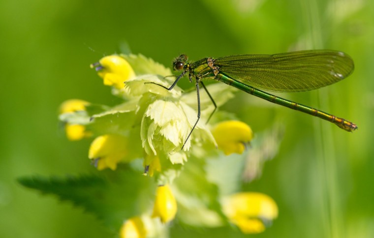 Стрекоза желто зеленого цвета
