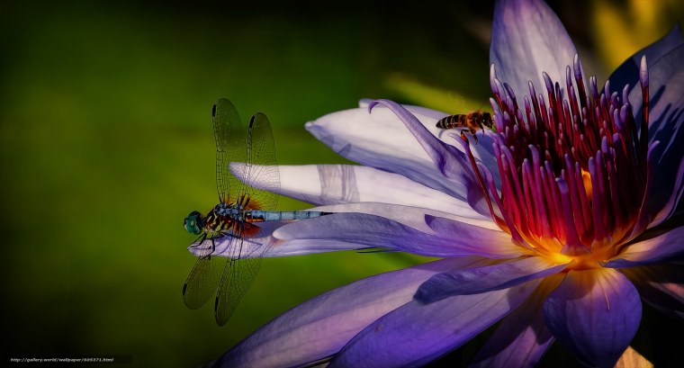 Стрекоза Макросъемка на цветке