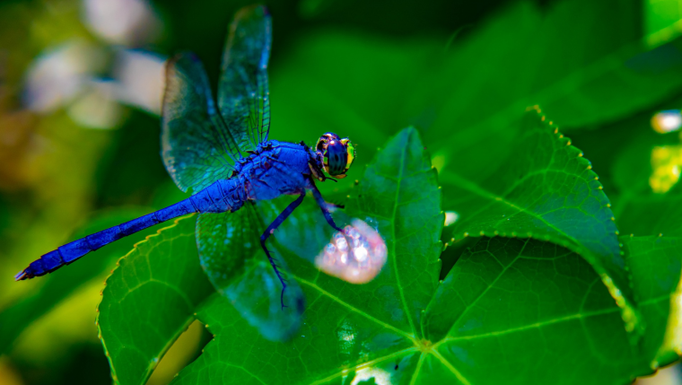 Голубая Стрекоза