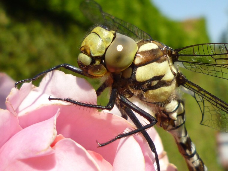 Пятнистая Оса