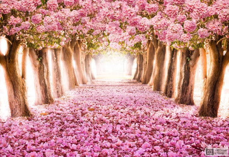 Цветущее дерево