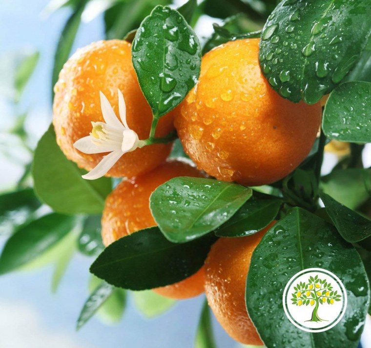 Мандарин померанец