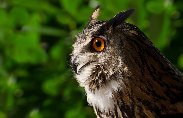 Сова в профиль