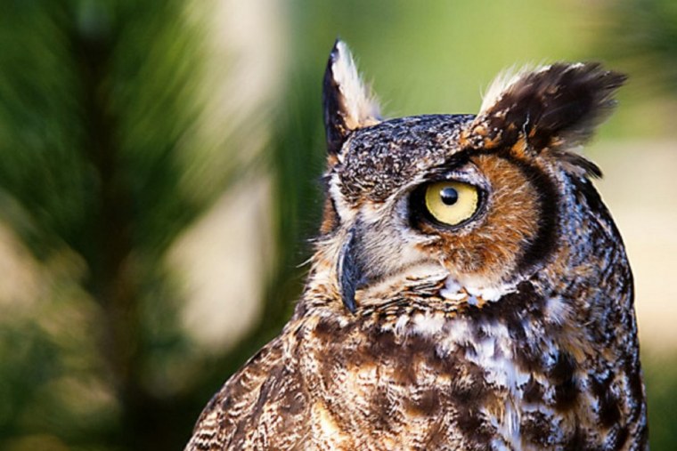 Глаза Филина