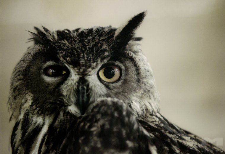 Сова в профиль