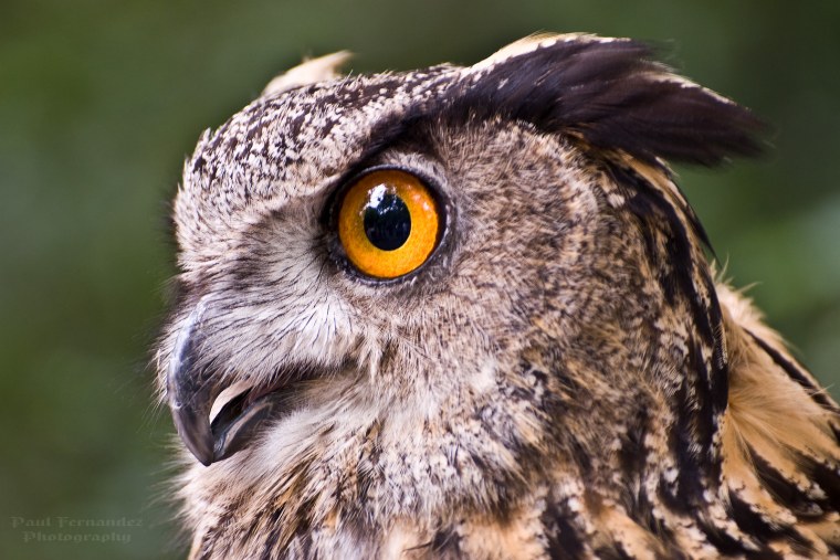 Рогатая неясыть