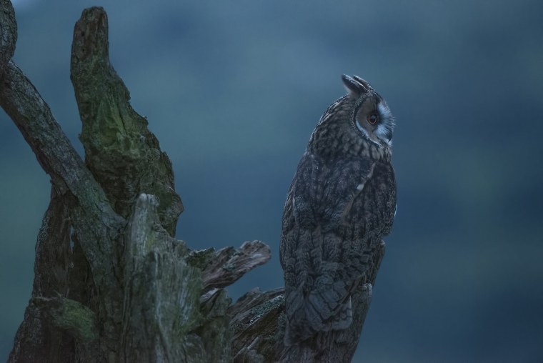 Виргинский Филин большая рогатая Сова
