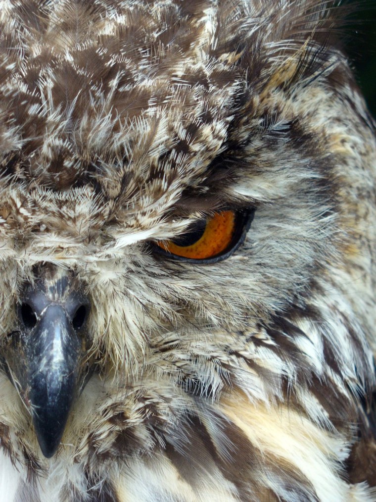 Сова в профиль