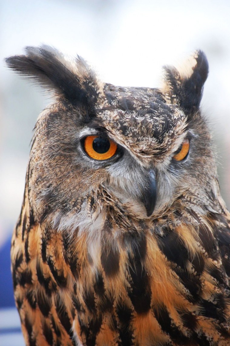 Сова в профиль