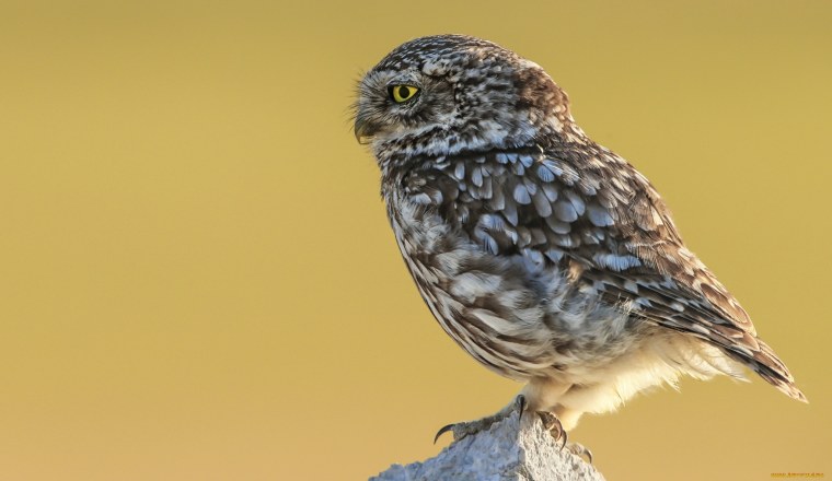 Карл Брендерс Совы