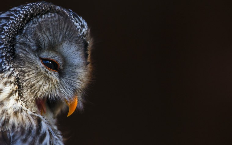 Фото Филина в хорошем качестве