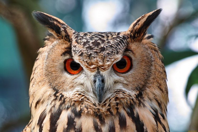 Сова в профиль