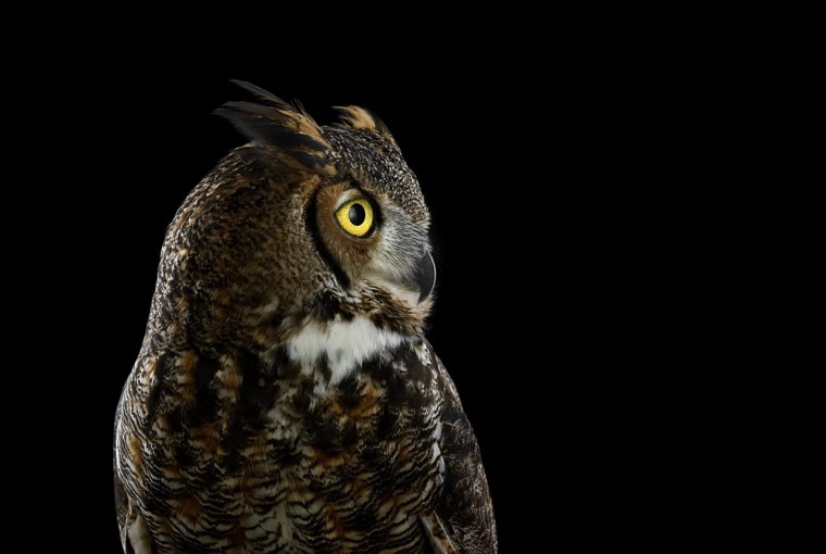 Голова Совы в профиль