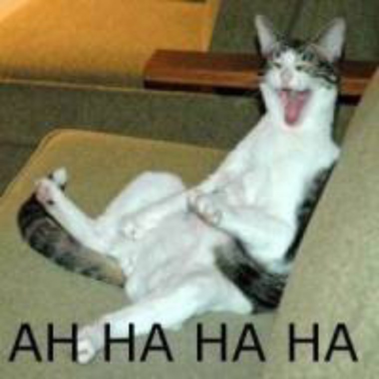 Мемы с орущим котом