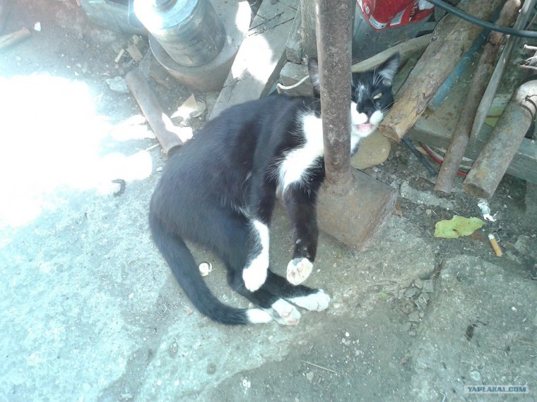 Лефрут Азазин