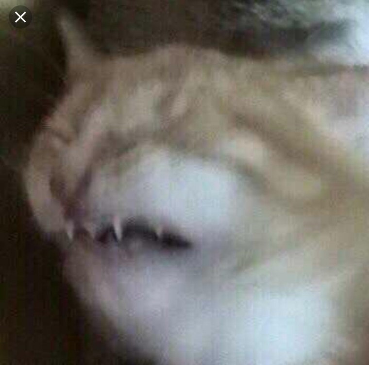 Уставший кот