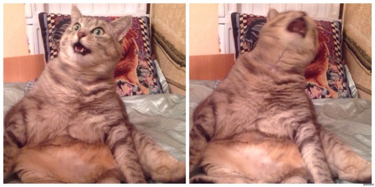 Сонный черный котенок