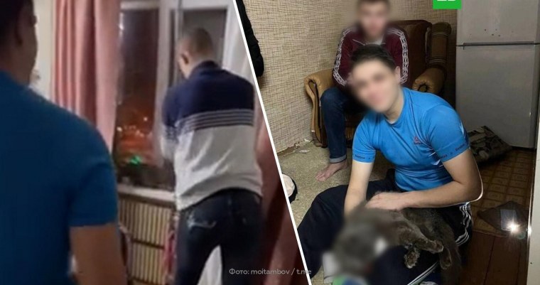 Кот с мемов