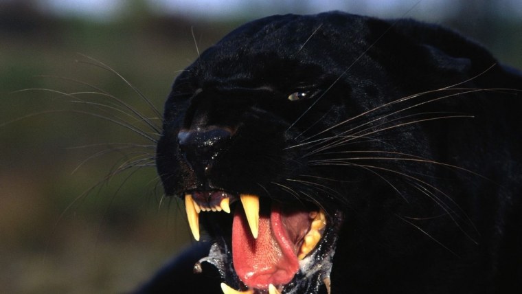 Ягуар черный и Пума