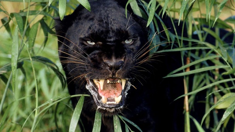 Пантера нападает