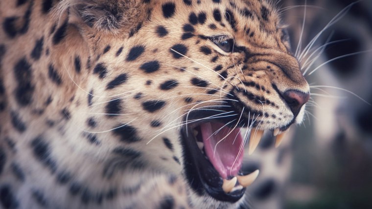 Тигры и леопарды