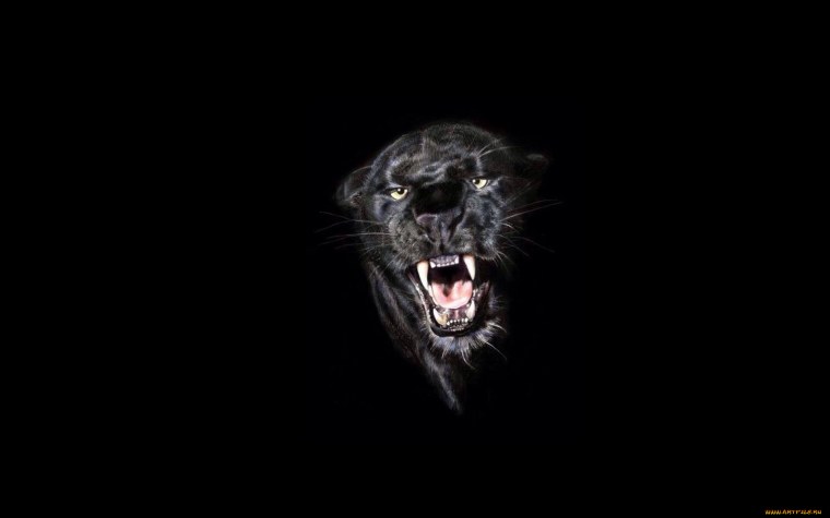 Звери на черном фоне