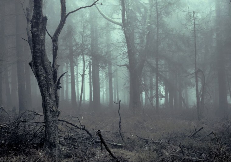 Лес в тумане 1920x1080