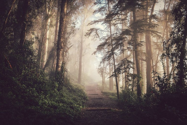 Страшный силуэт в лесу