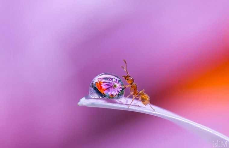 Макросъемка жизнь