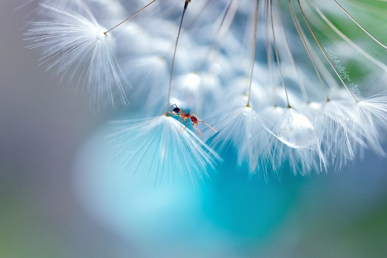 Макрофотографии лучшие