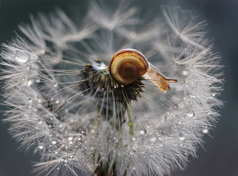 Полина Серова макрофотограф