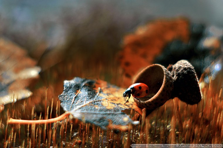 Владлена Лапшина фотограф