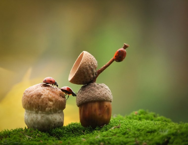 Макро мир природы