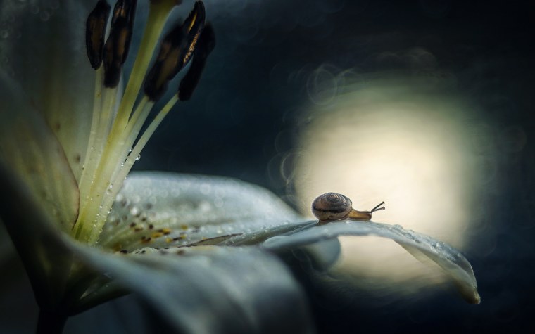 Шедевры макросъемки