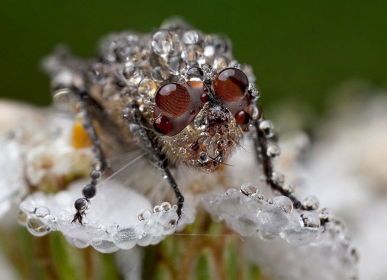 Шедевры макросъемки