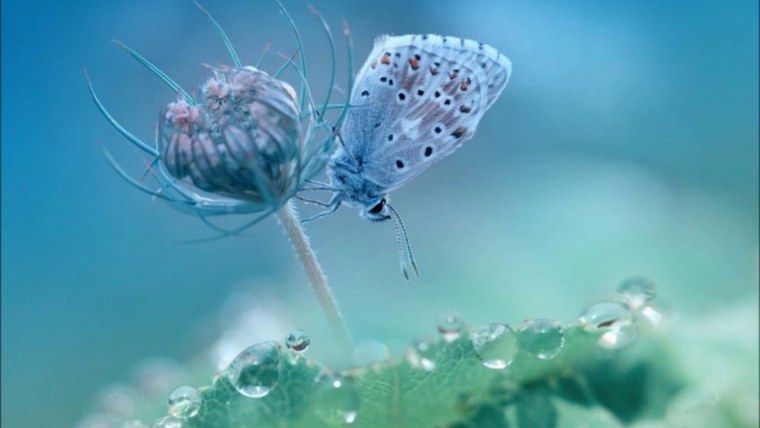 Макро мир природы