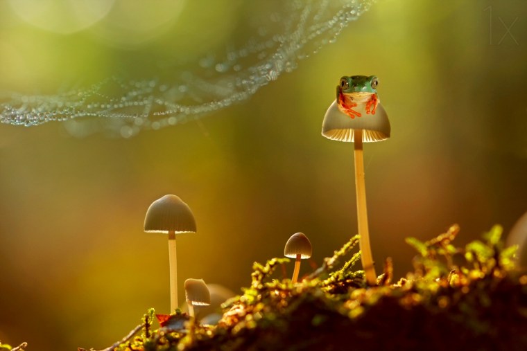 Волшебный лес макро