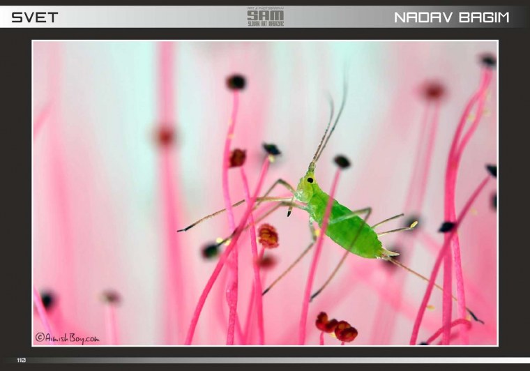 Гламурные насекомые мира