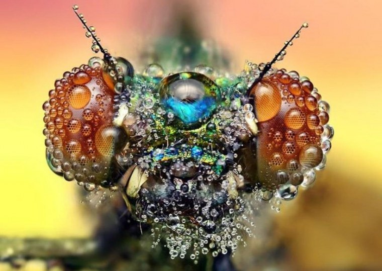 Макрофотографии насекомых